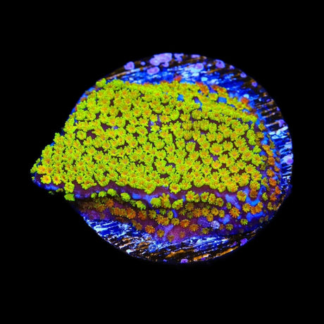 Rainbow Montipora Coral