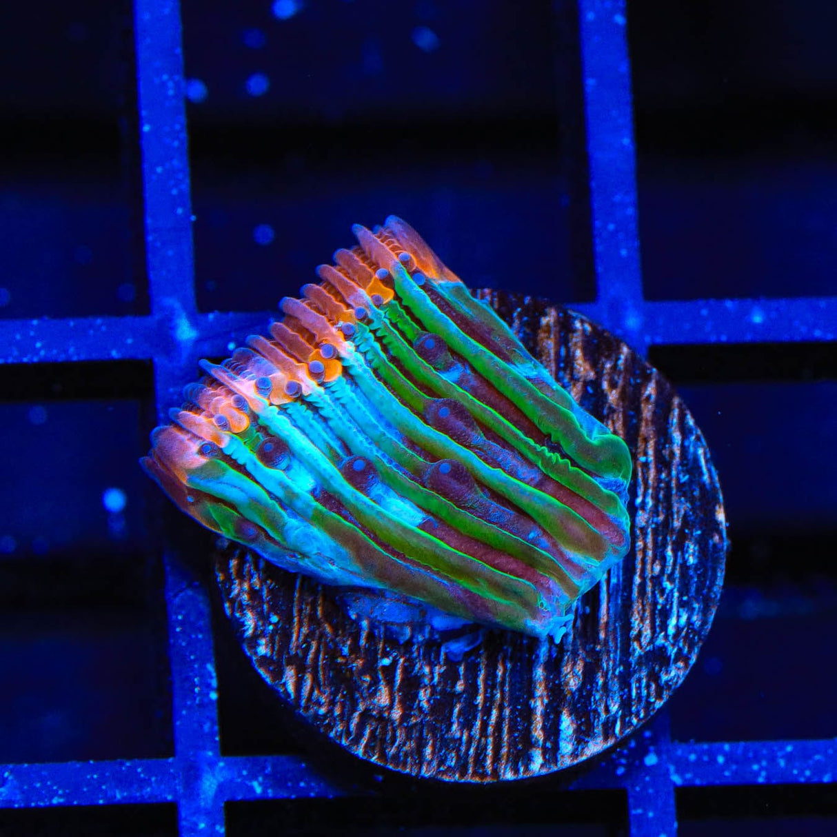 Rainbow Plate Coral
