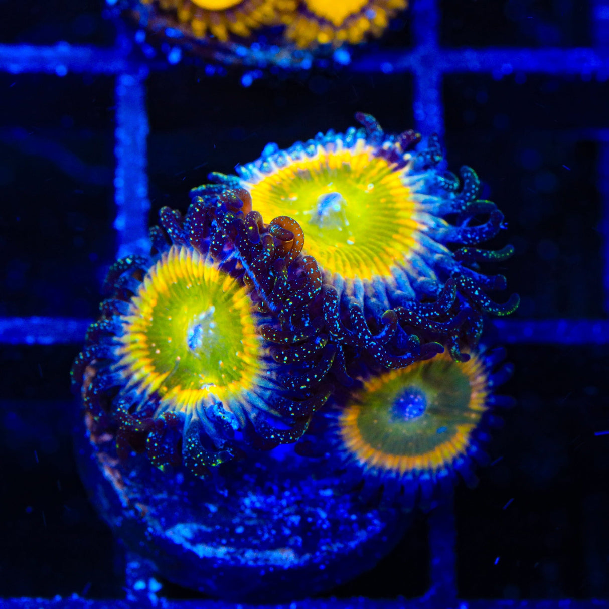 Rainbow Raptor Zoanthids Coral