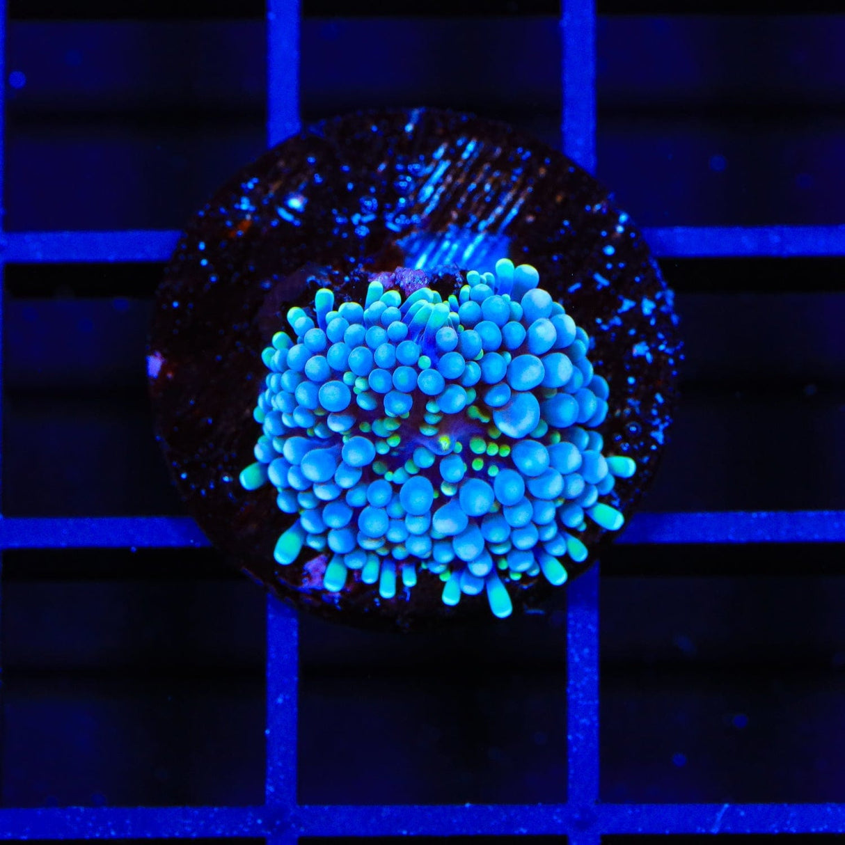 Rainbow Ricordea Coral