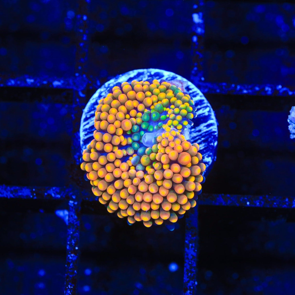 Rainbow Ricordea Coral