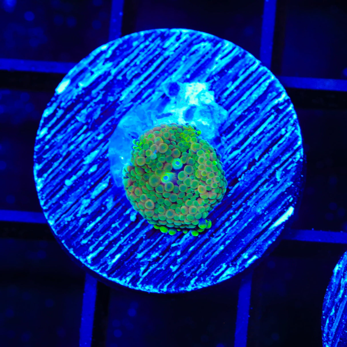 Rainbow Ricordea Coral