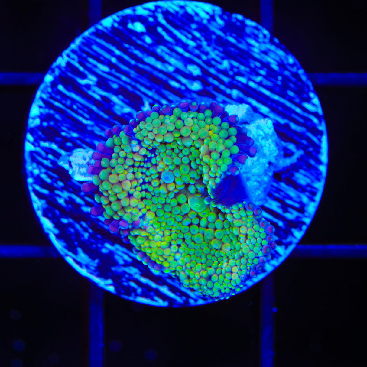 Rainbow Ricordea Coral