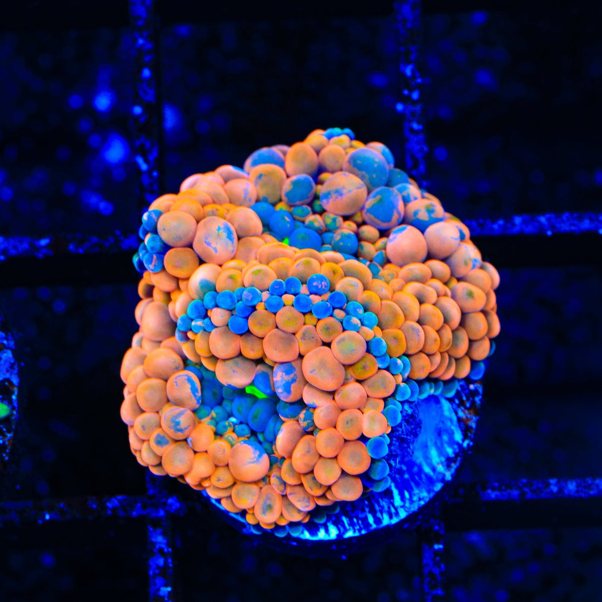 Rainbow Ricordea Coral