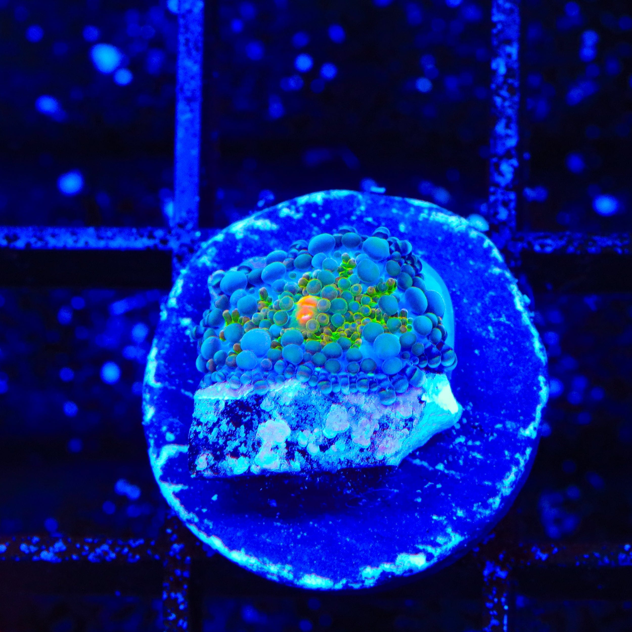 Rainbow Ricordea Coral