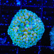 Rainbow Ricordea Coral