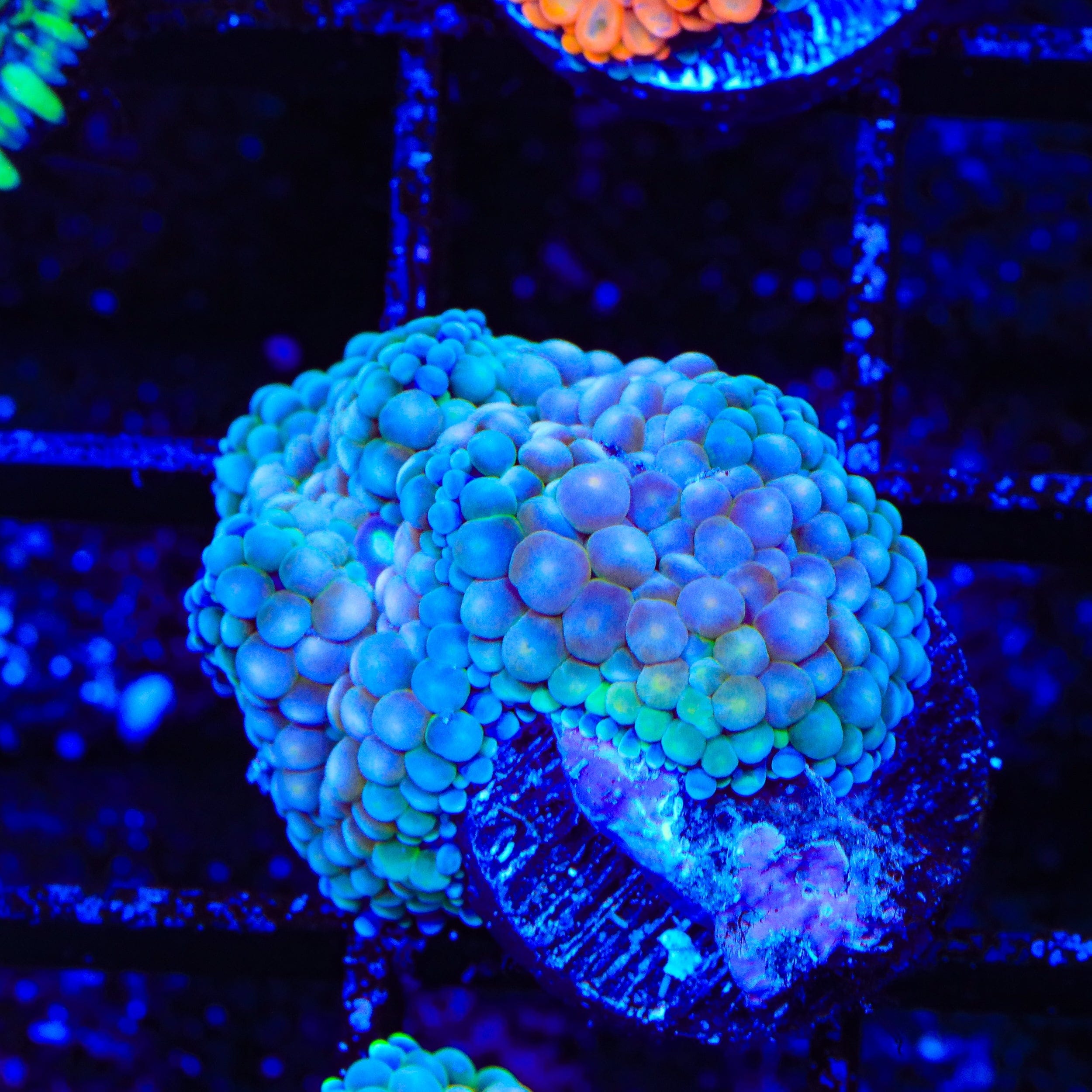 Rainbow Ricordea Coral