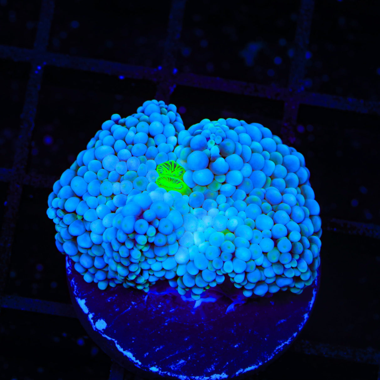 Rainbow Ricordea Coral