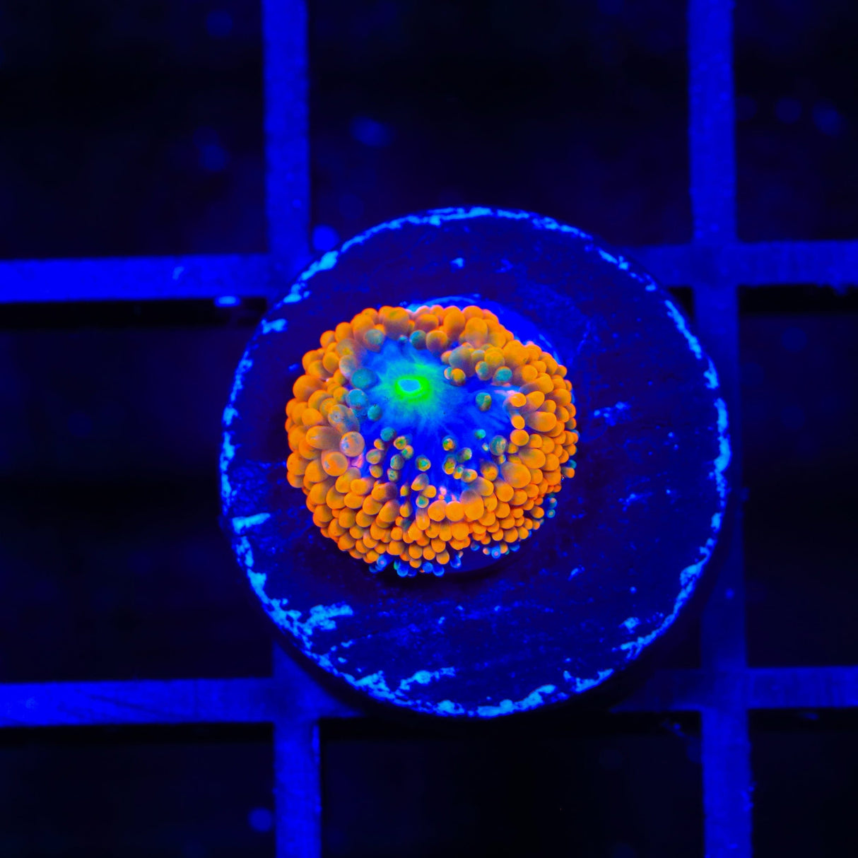 Rainbow Ricordea Coral