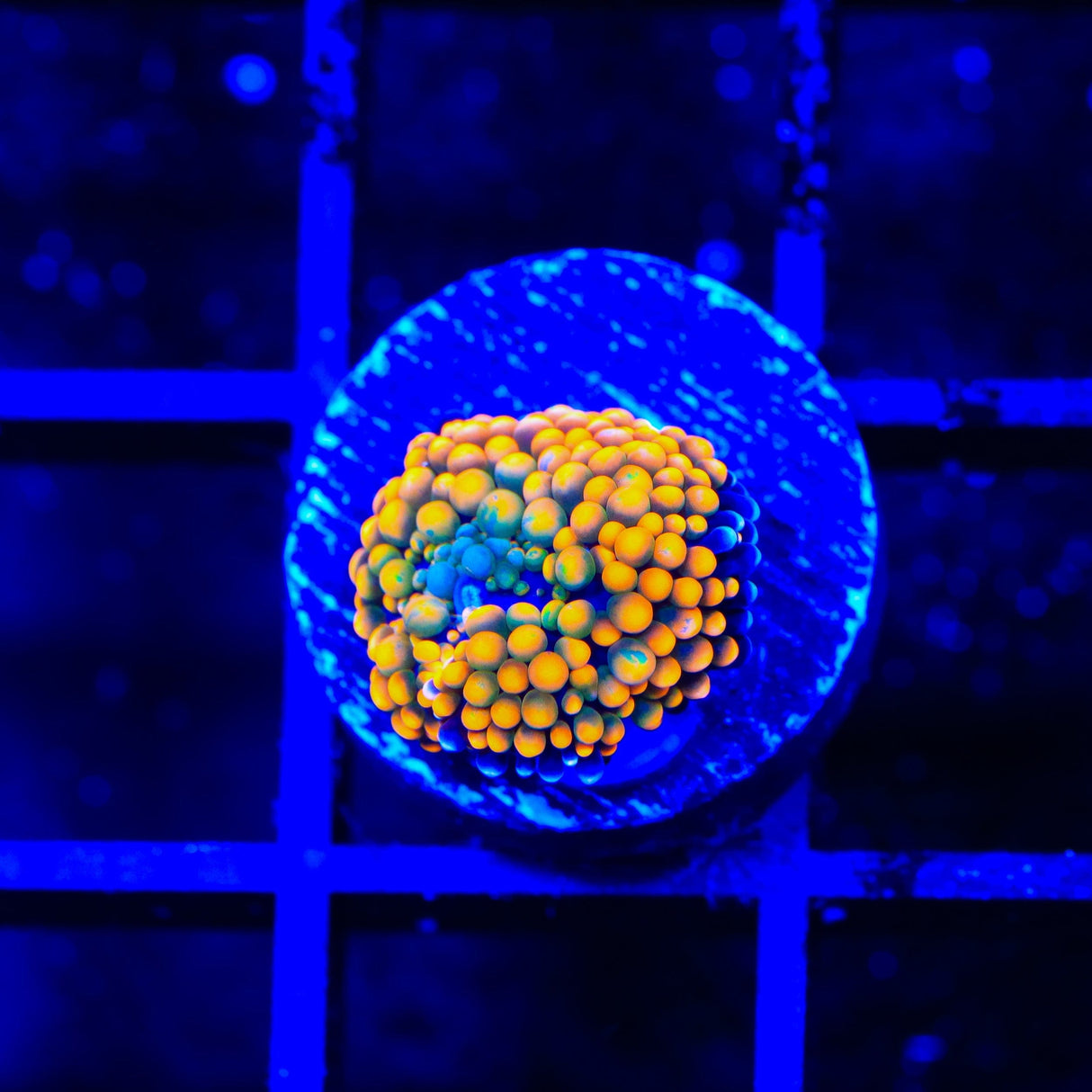 Rainbow Ricordea Coral