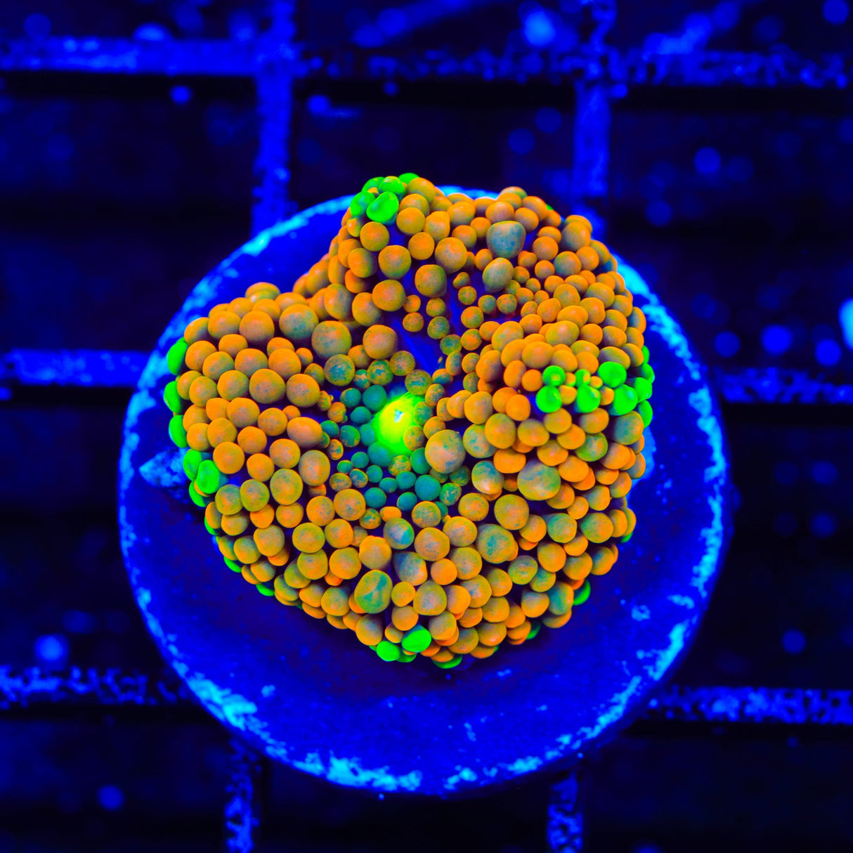 Rainbow Ricordea Coral