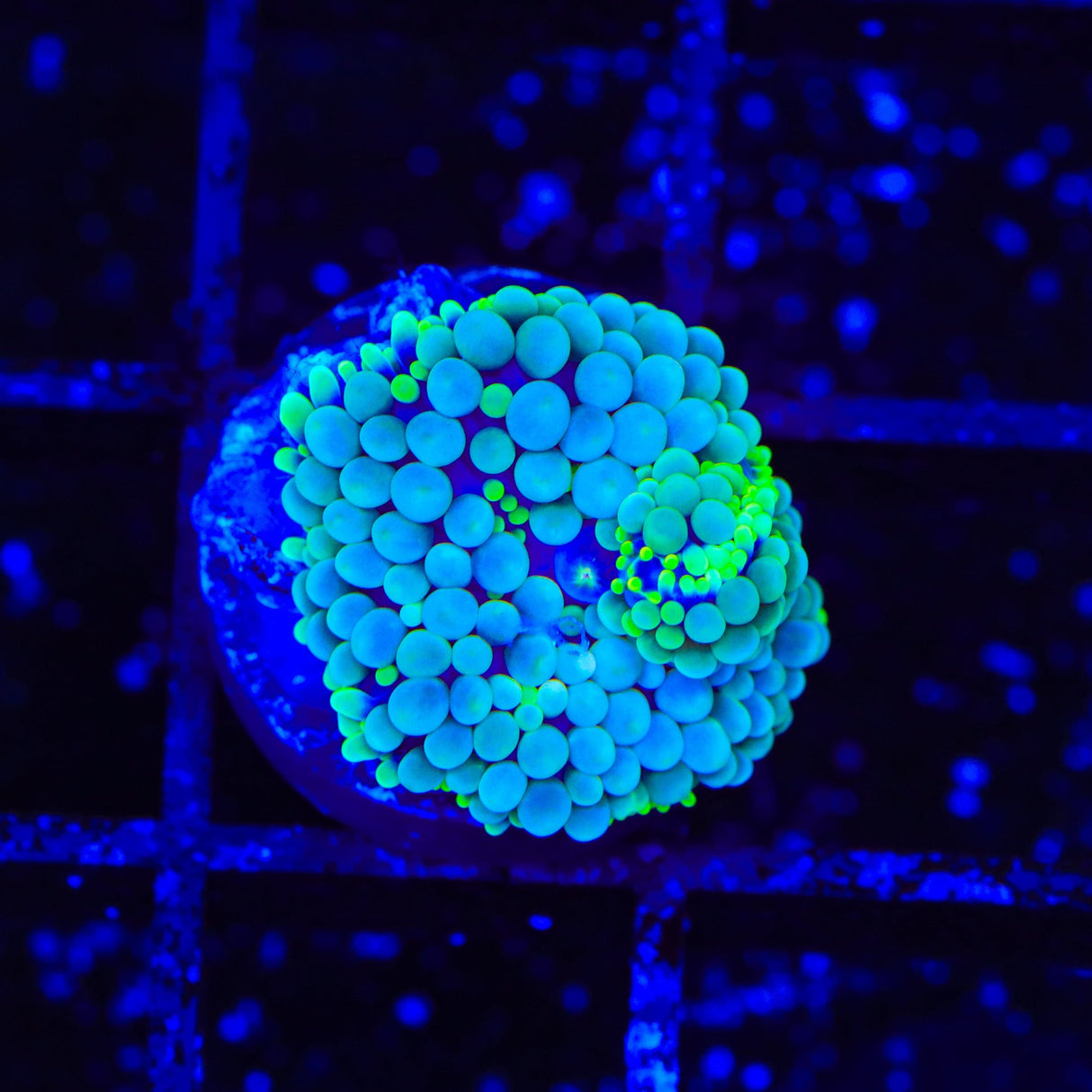 Rainbow Ricordea Coral