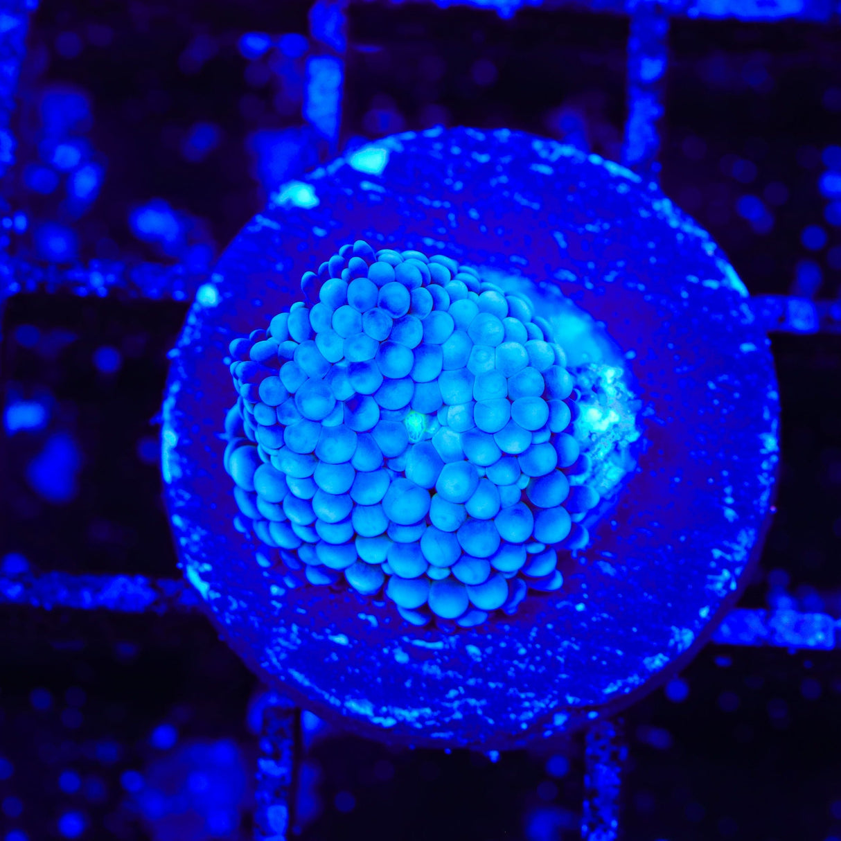 Rainbow Ricordea Coral