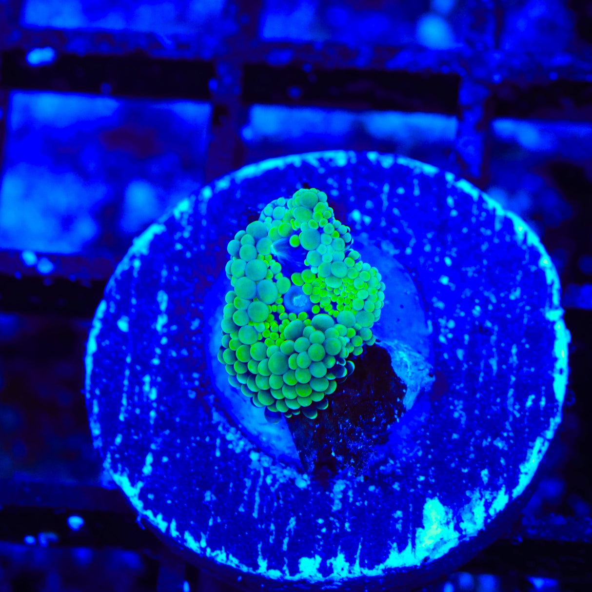 Rainbow Ricordea Coral