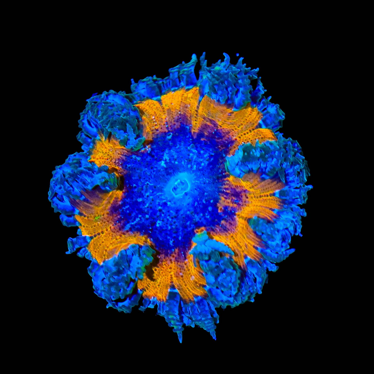 Rainbow Rock Flower Anemone