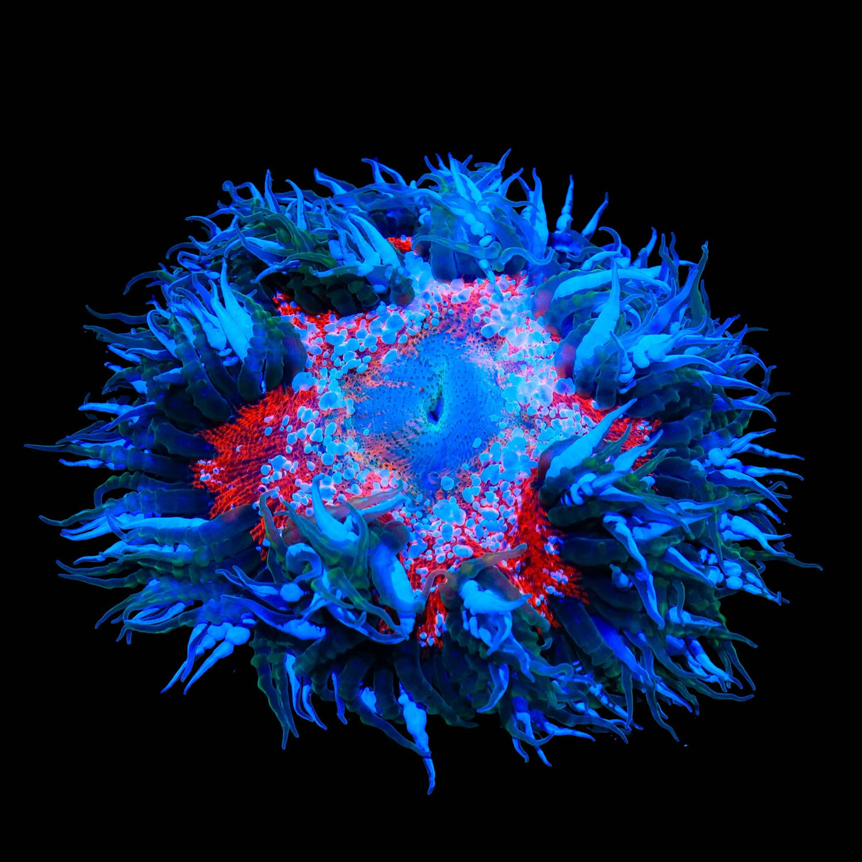 Rainbow Rock Flower Anemone XXL