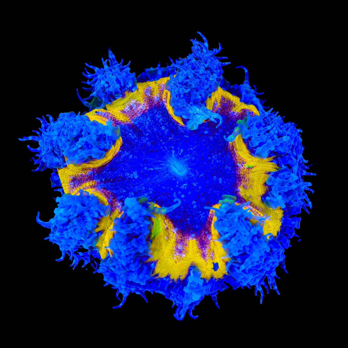 Rainbow Rock Flower Anmeone