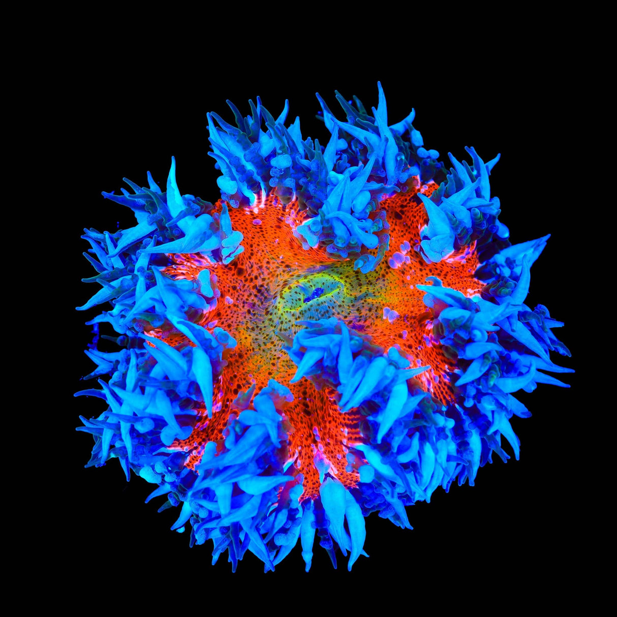 Rainbow Rock Flower Anmeone