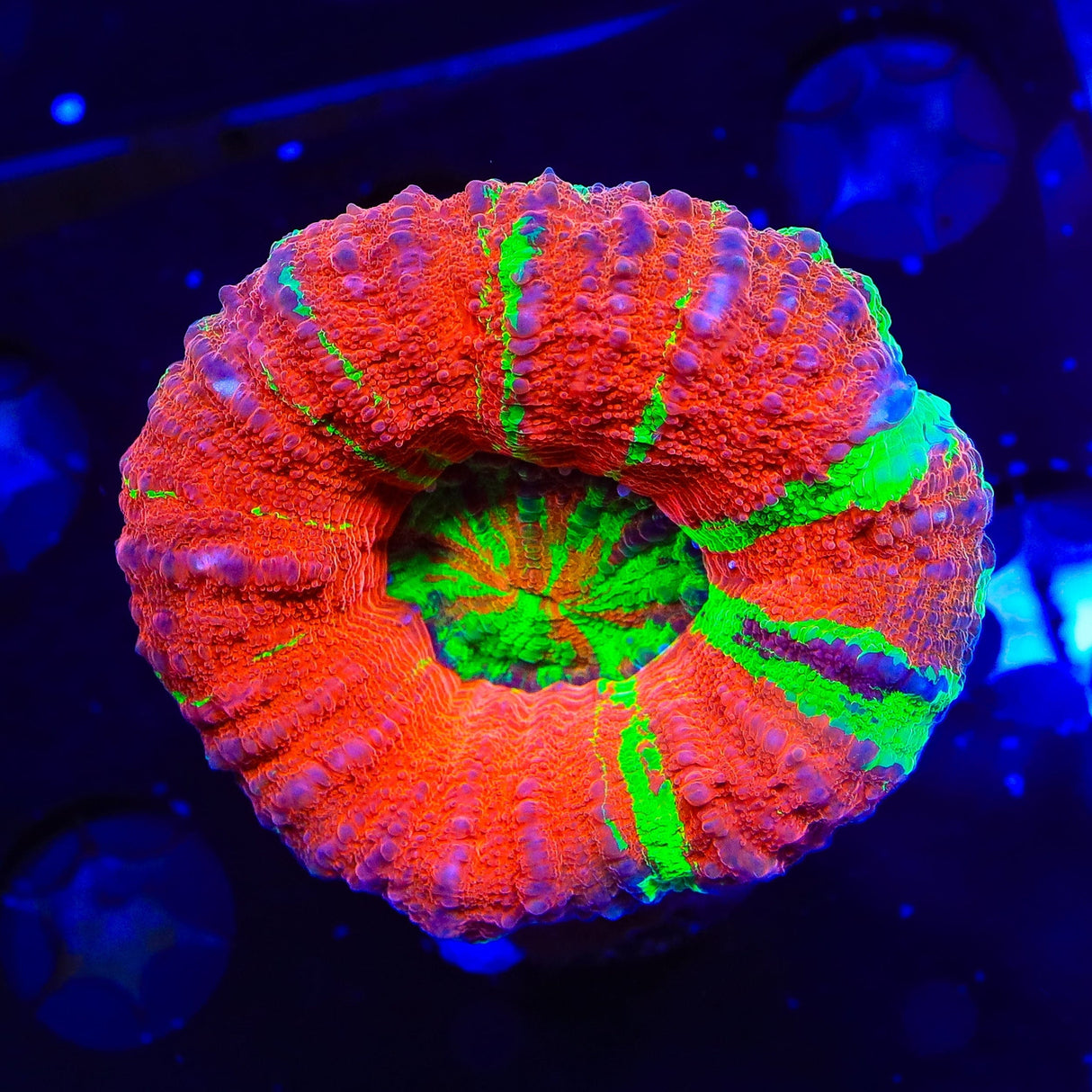 Rainbow Scolymia Coral