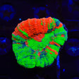 Rainbow Scolymia Coral