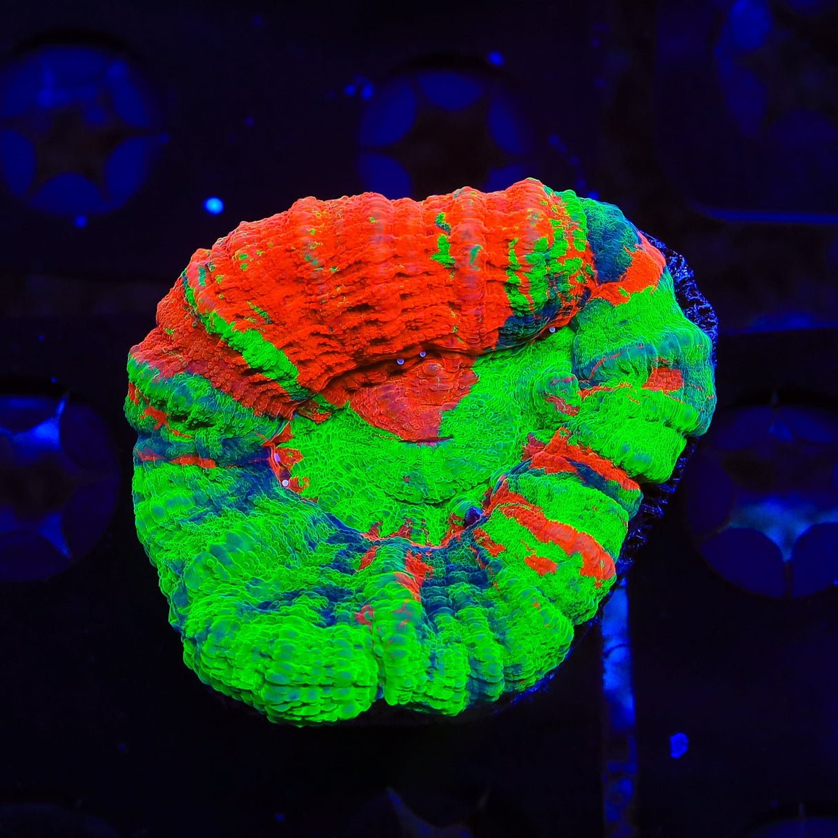 Rainbow Scolymia Coral
