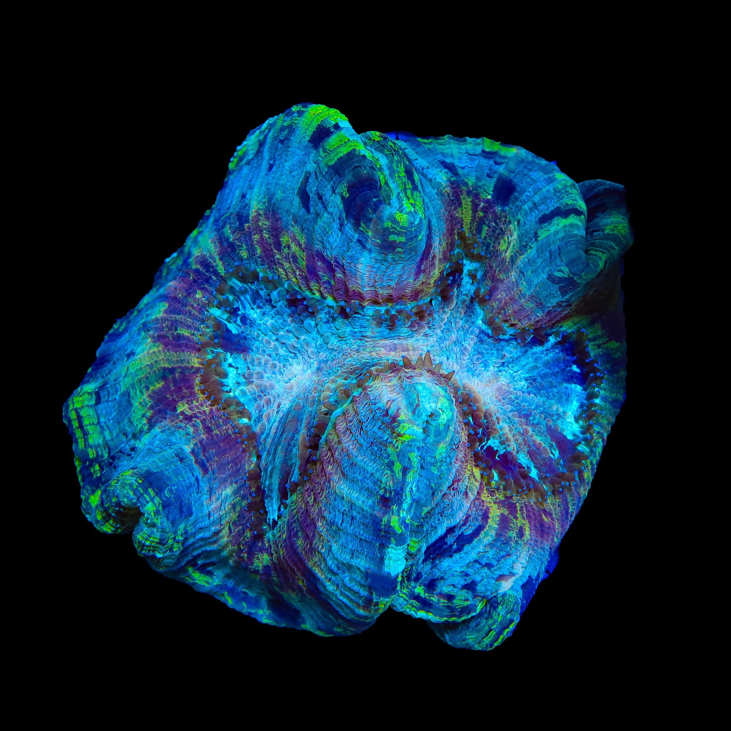 Rainbow Trachyphyllia Coral