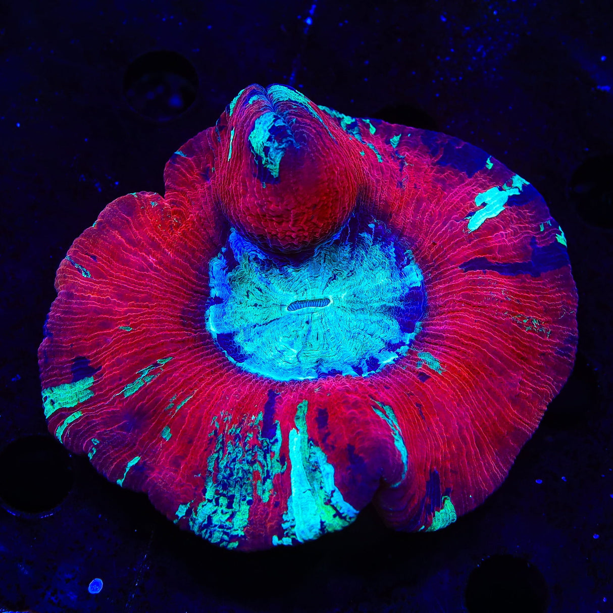 Rainbow Trachyphyllia Coral