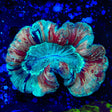 Rainbow Trachyphyllia Coral