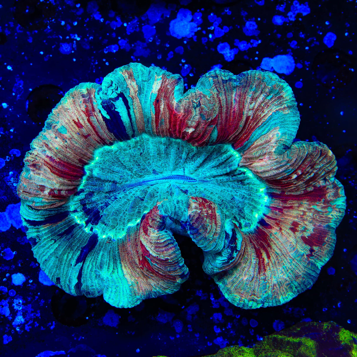 Rainbow Trachyphyllia Coral
