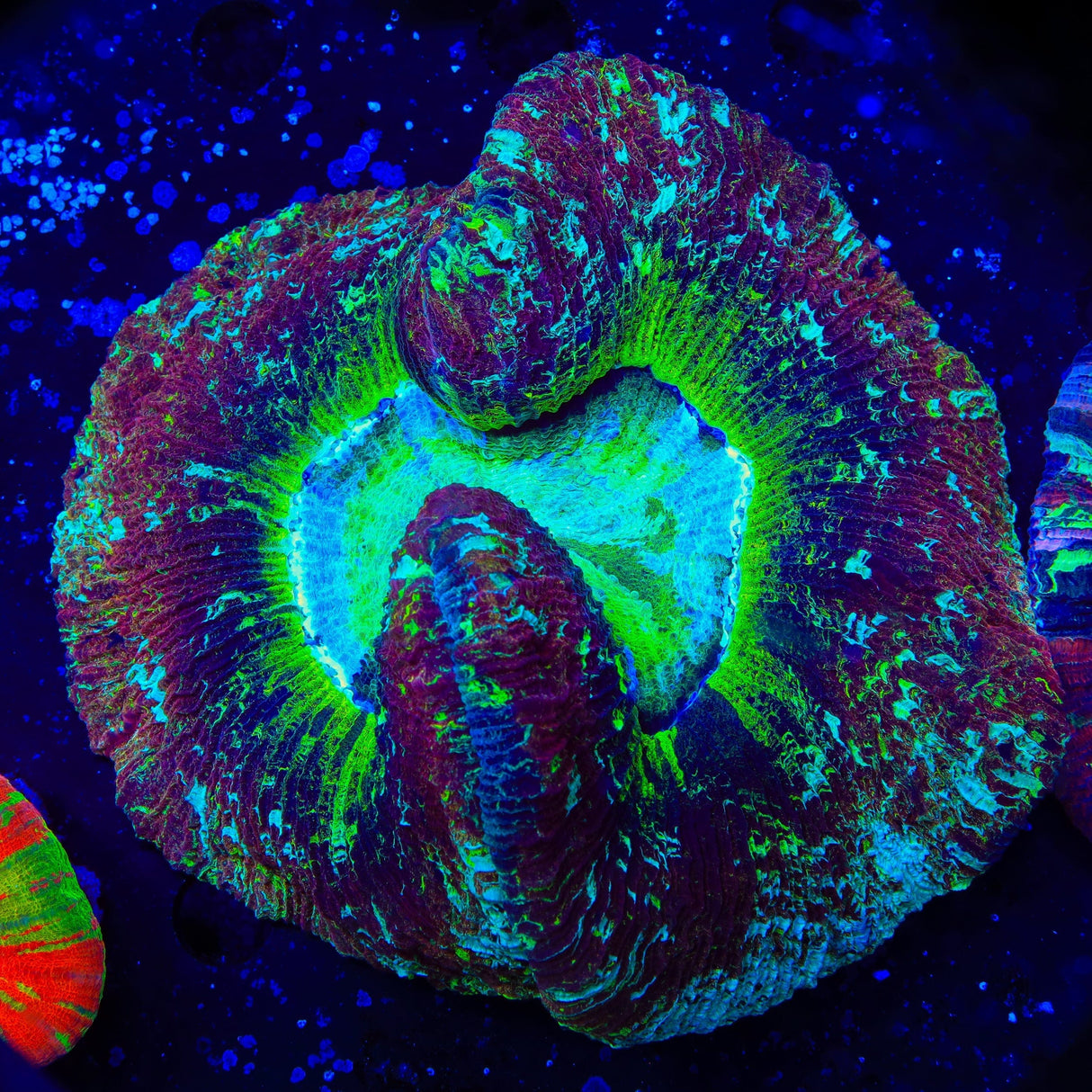Rainbow Trachyphyllia Coral