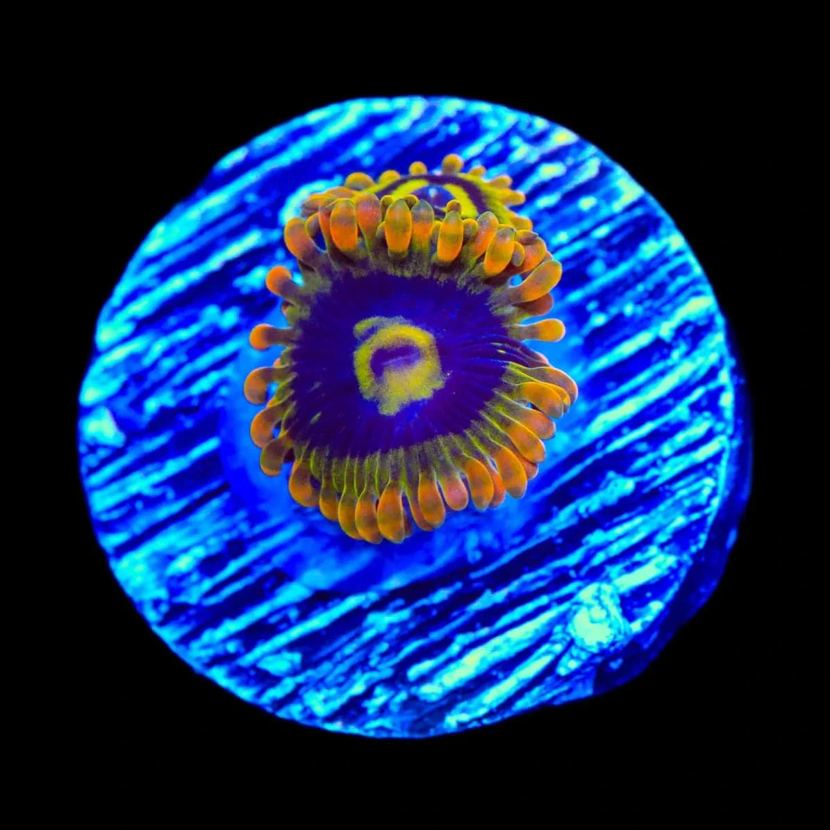 Rainbow Yoda Zoanthids Coral