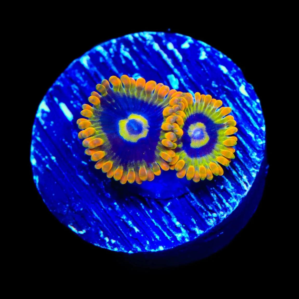 Rainbow Yoda Zoanthids Coral