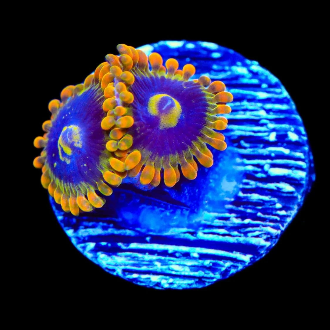 Rainbow Yoda Zoanthids Coral