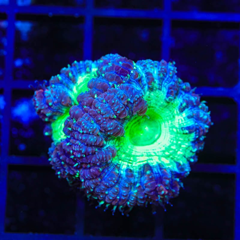 Raspberry Blastomussa Coral