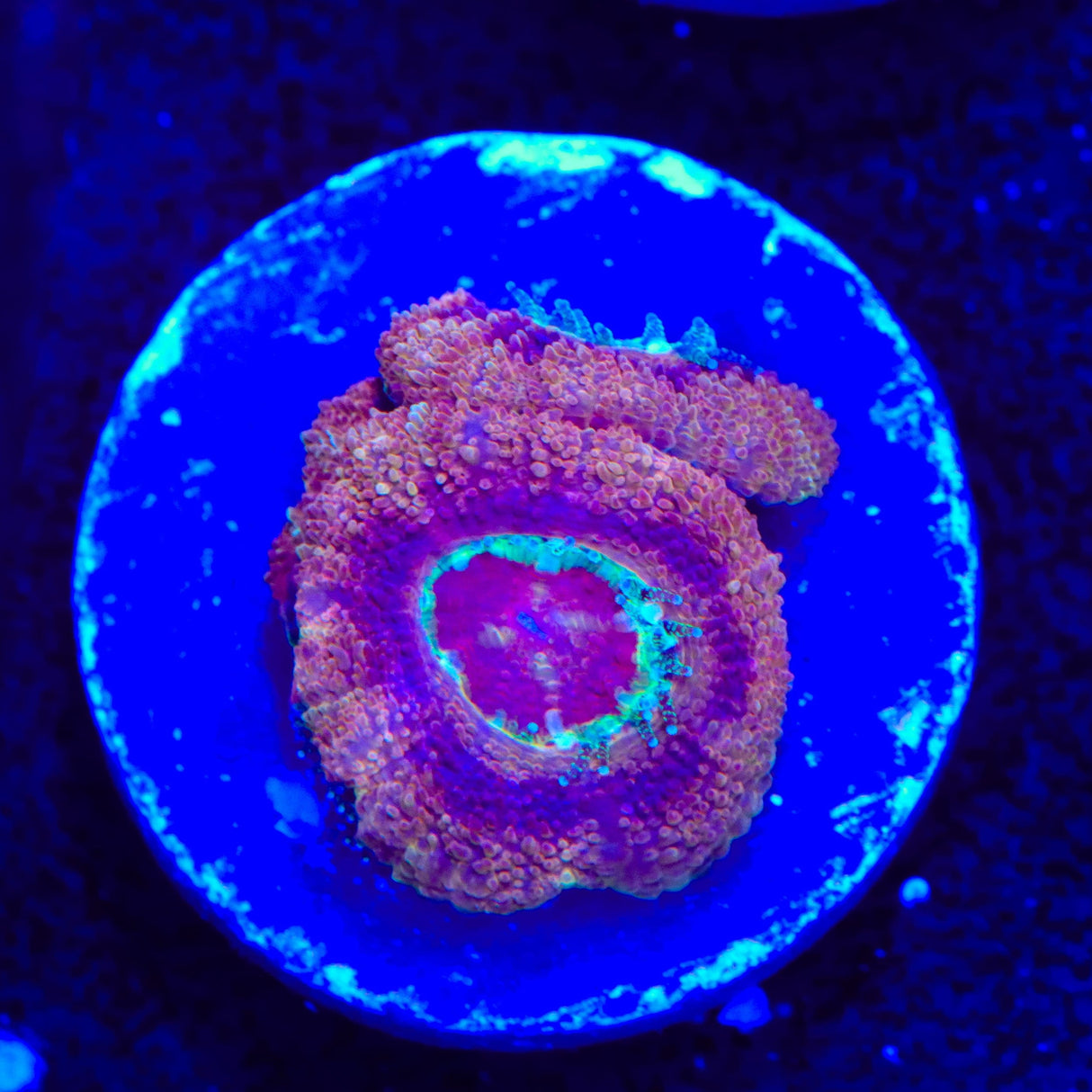 Raspberry Deep Water Acan Coral