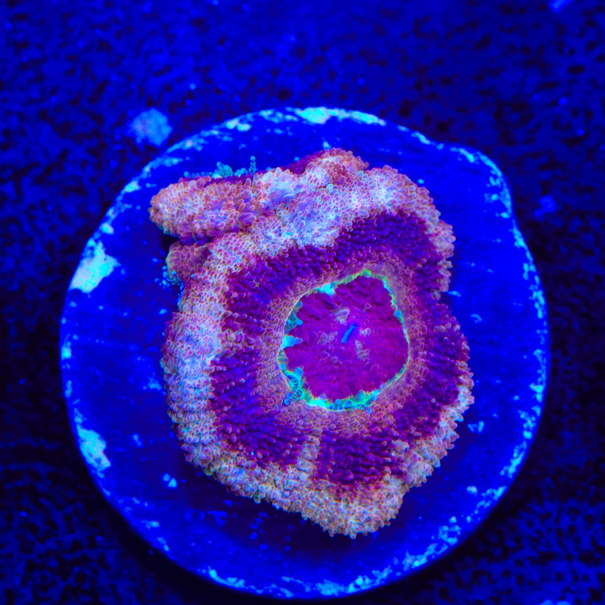 Raspberry Deep Water Acan Coral