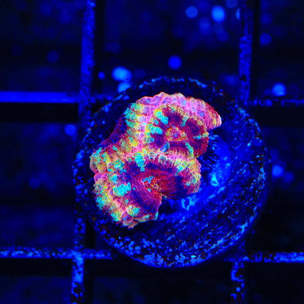 Raspberry Rainbow Micromussa Coral