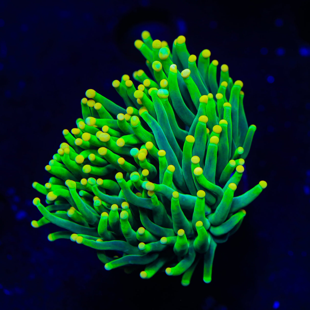 Rasta Party Torch Coral