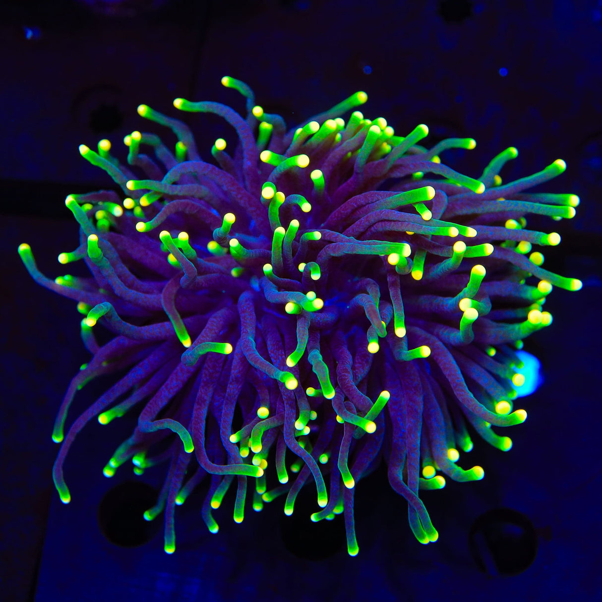Rasta Torch Coral