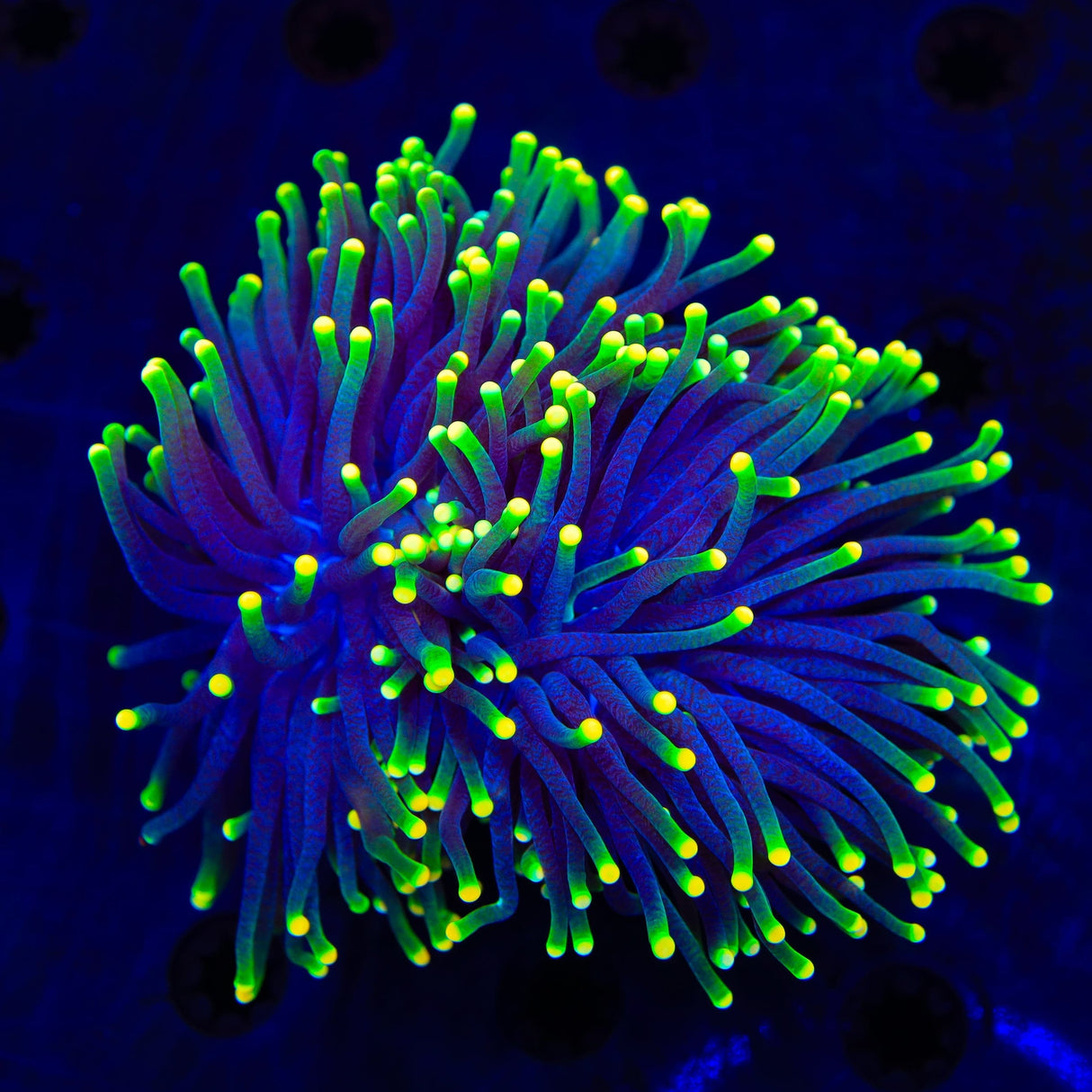 Rasta Torch Coral