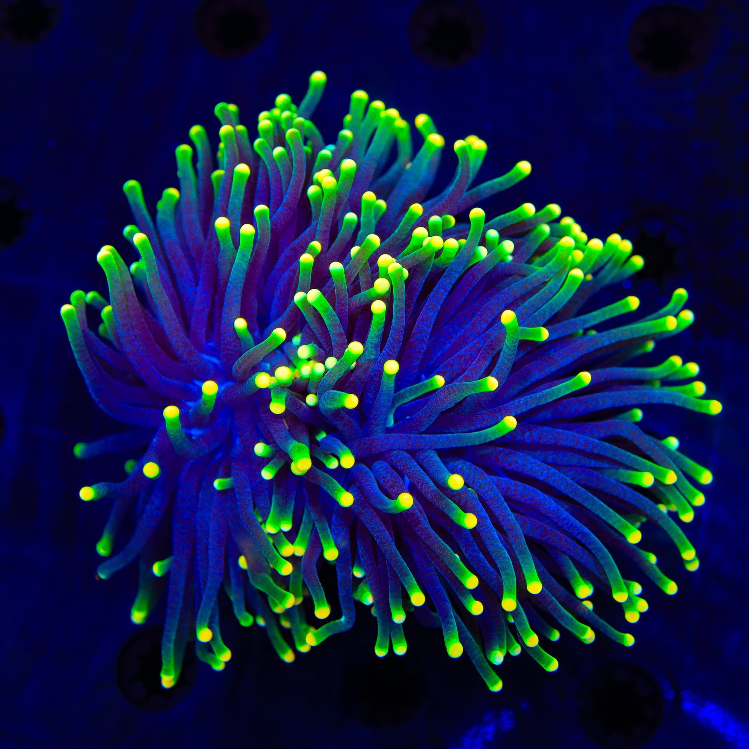 Rasta Torch Coral