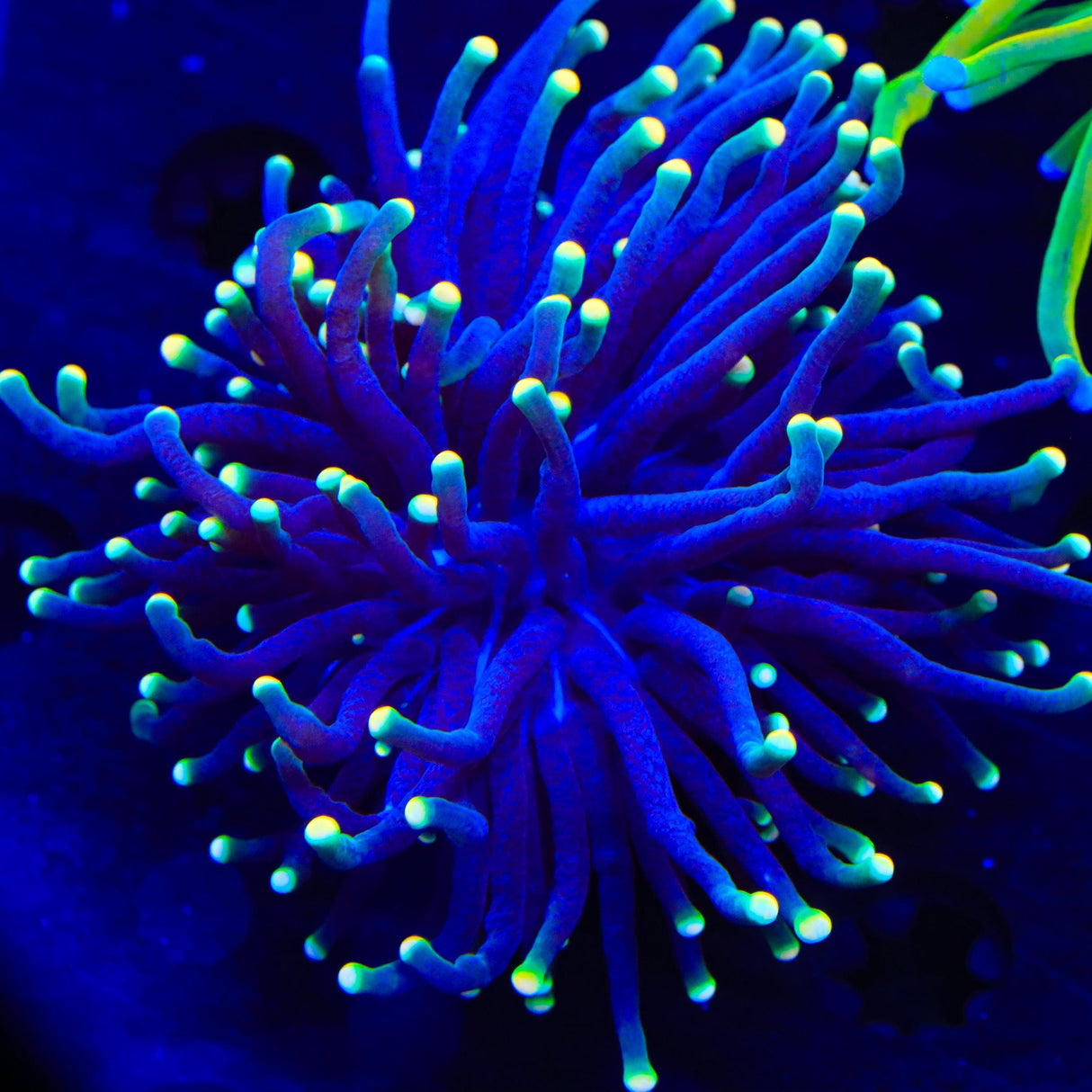 Rasta Torch Coral