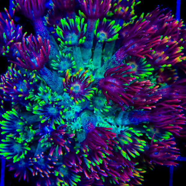 RC Mamba Goniopora Coral