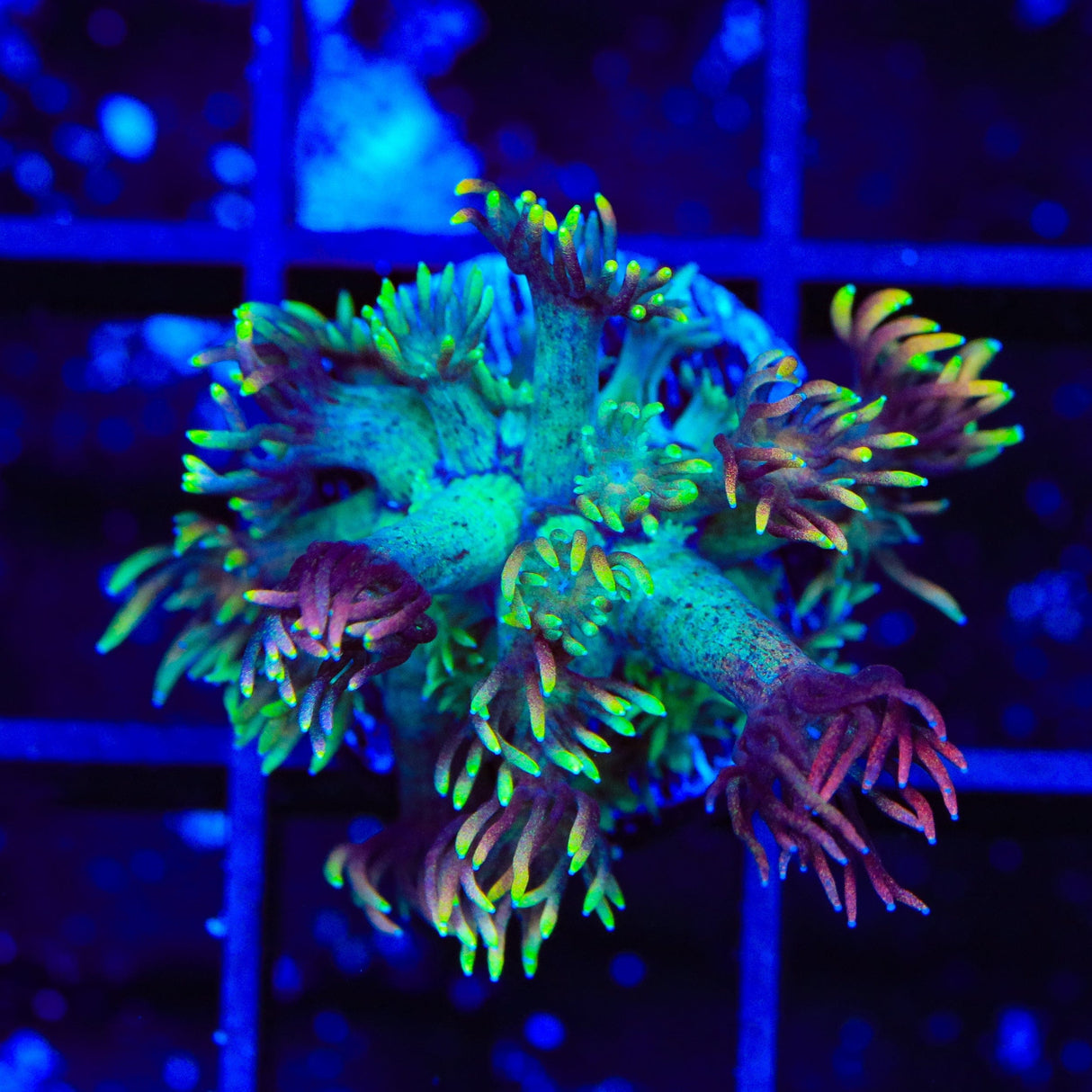 RC Mamba Goniopora Coral