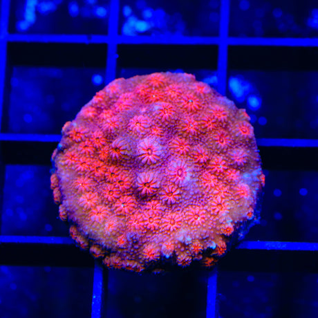 Red Brick Cyphastrea Coral