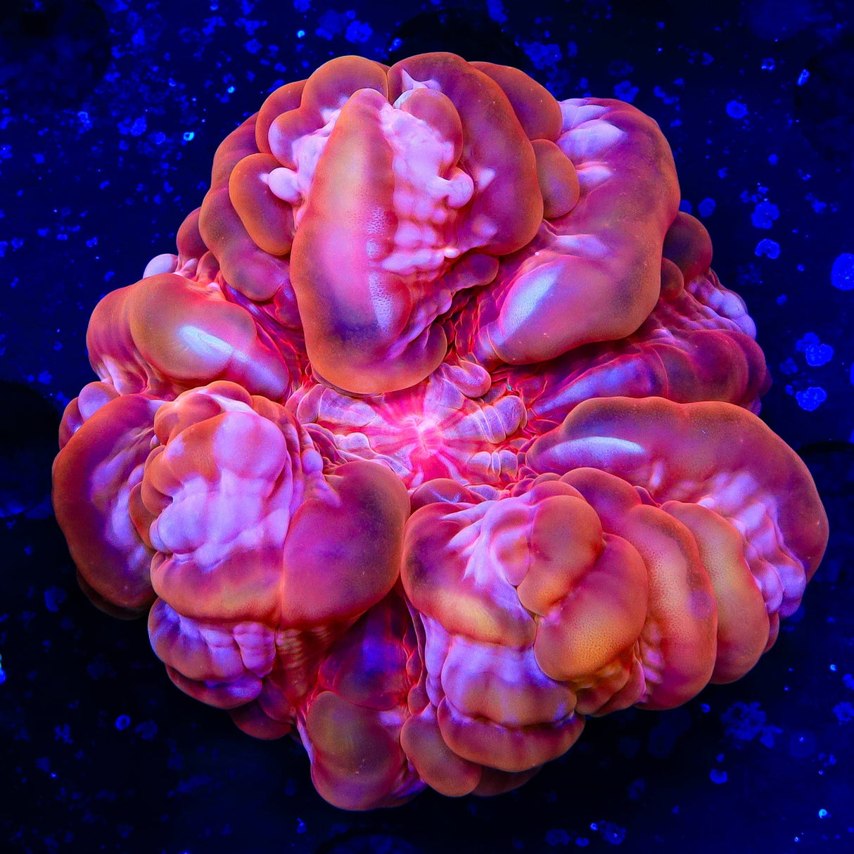 Red Cynarina Coral