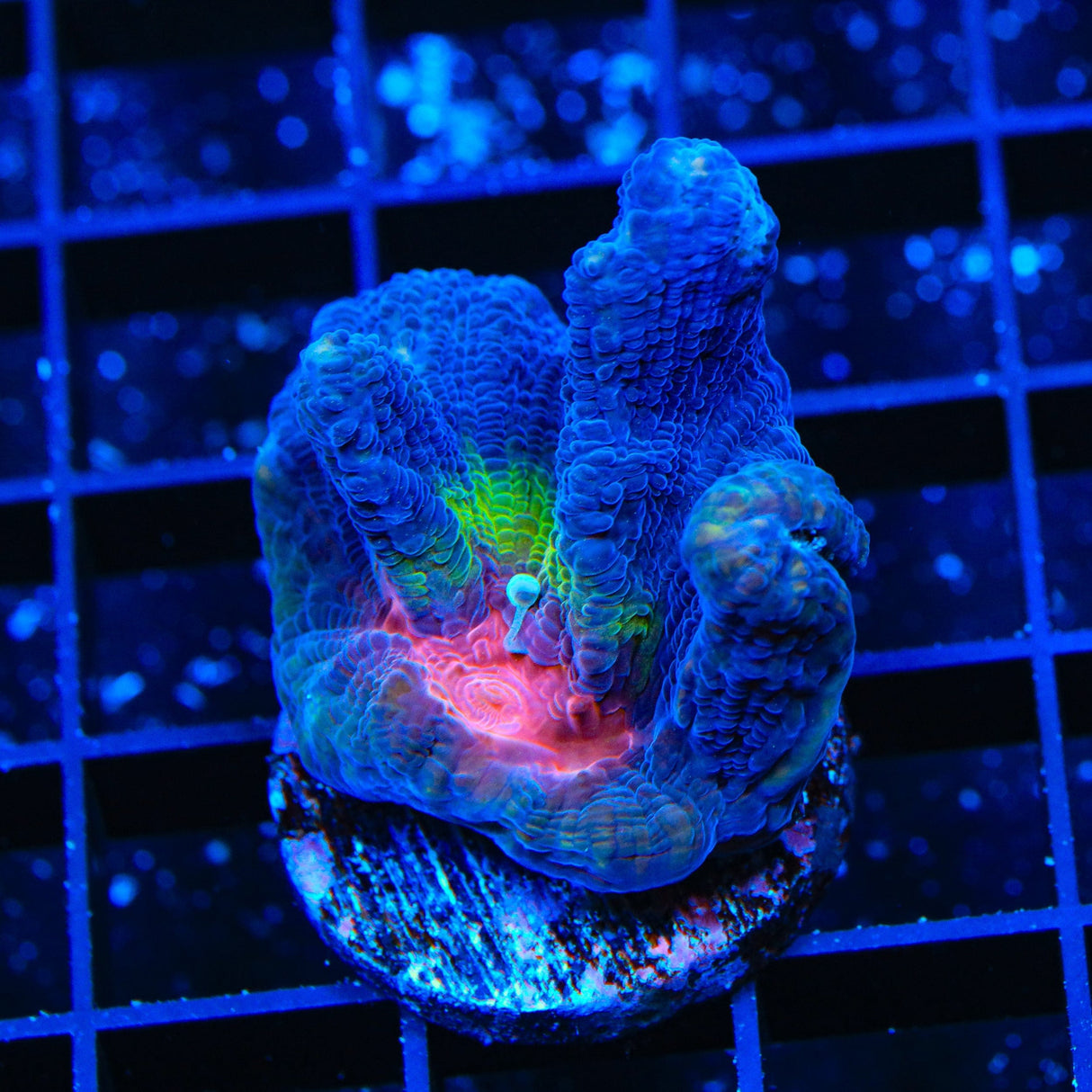 Red Eye Pectinia Coral