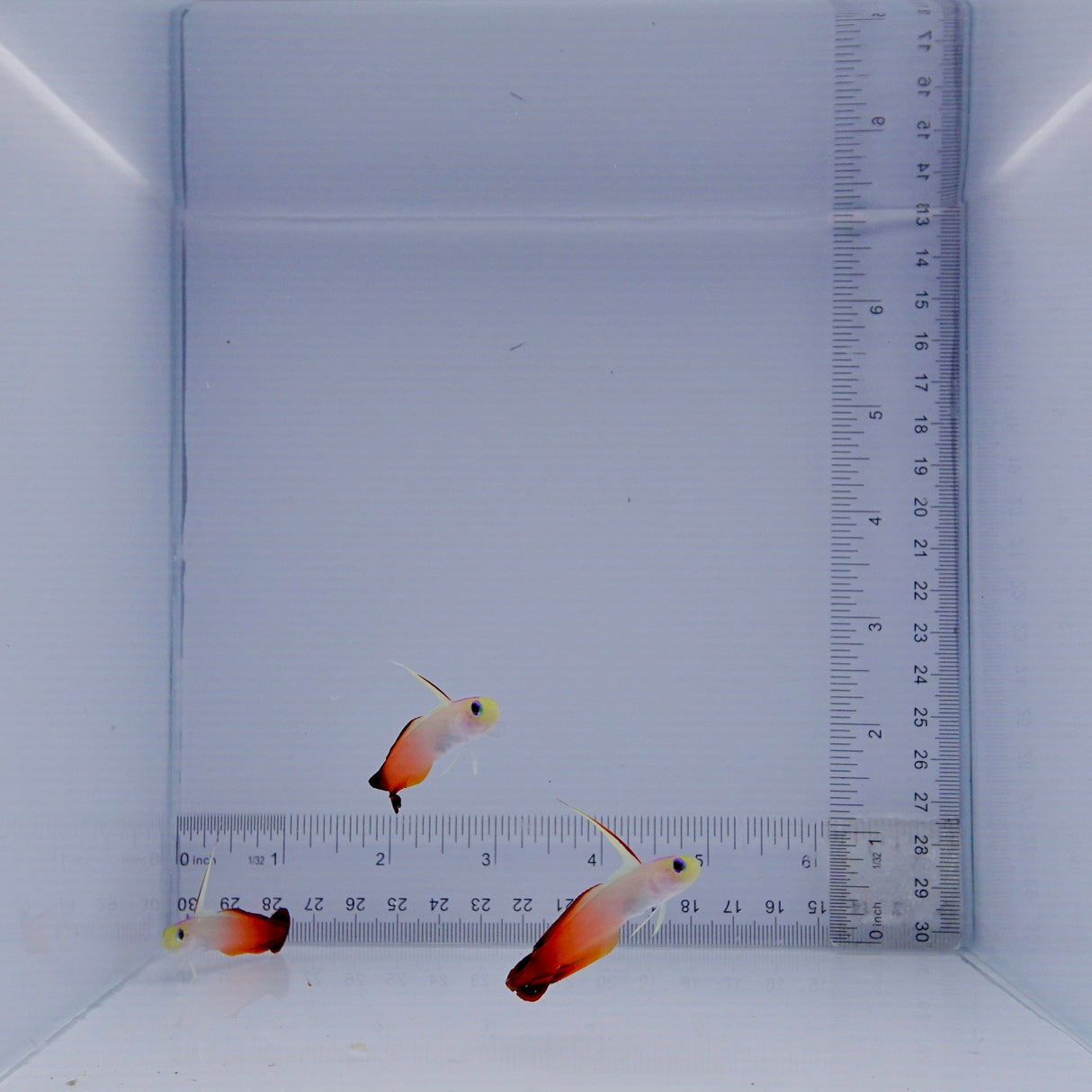 Red Firefish Goby Fish