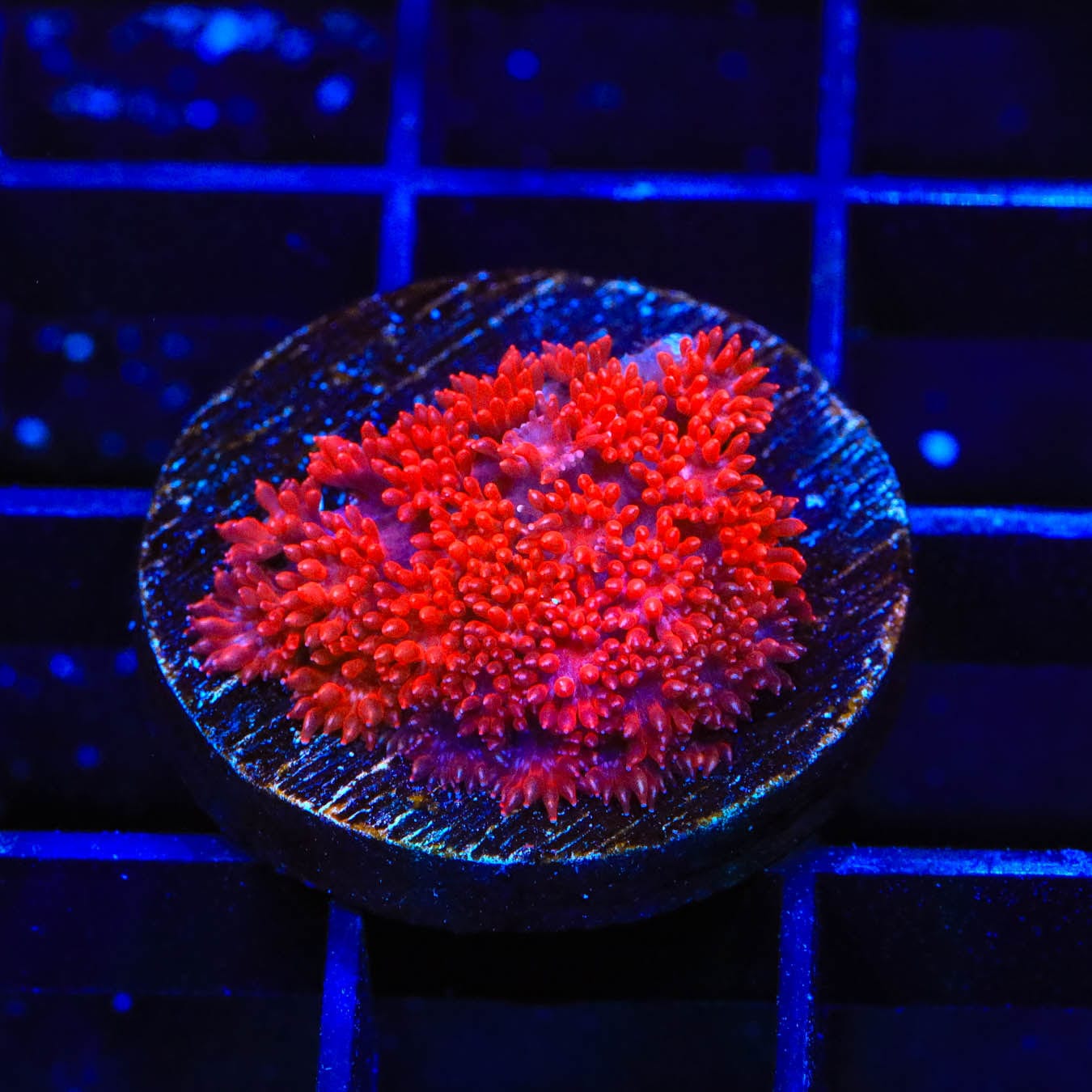 Red Hot Goniopora Coral