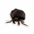 Red Leg Hermit Crabs – Paguroidea sp.